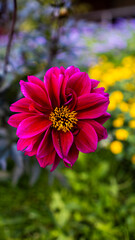 Pink and yellow flower closeup