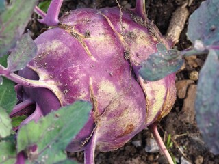 kohlrabi root growing in a vegetable garden 