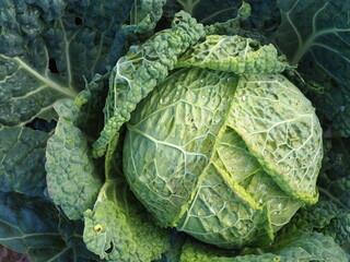 green savoy cabbage growing in the garden