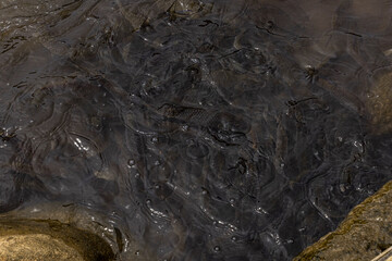 Fish eating from feeding food on water surface ponds 