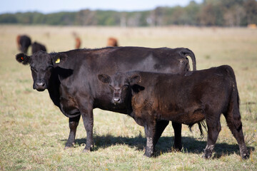 angus en el campo americano
