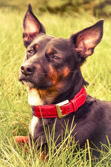 Portrait of a black dog with a red collar in a field