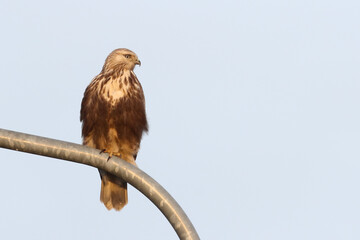 rough-legged buzzard