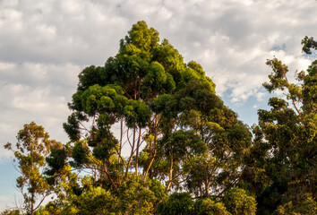 Eucalyptus Tree on the hill in a residential garden in Belmont, California
