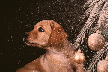 Labrador Welpe vor Tannenzweig mit Weihnachtskugeln