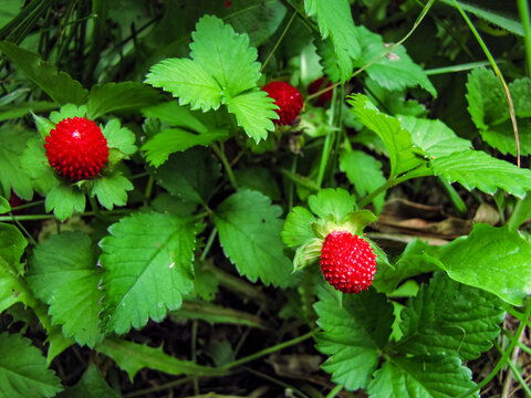 Mock Strawberry, Potentilla indica, Red Berries with Green Leaves