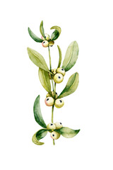 Branch and berries of white mistletoe. Watercolor hand drawn illustration isolated on white background. Design of New Year and Christmas printed products, holiday cards.