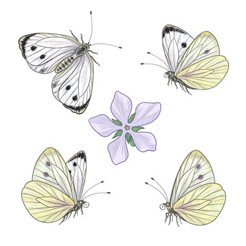 Hand drawn Flying and Sitting Cabbage Butterflies
