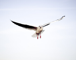 Fototapeta premium Flying bird - a single seagull with wings wide spread against pale blue sky