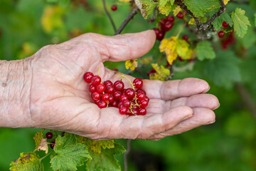 Ripe red currant berries