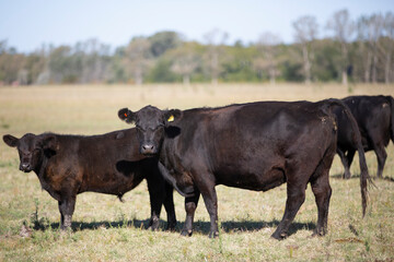 angus en el campo americano
