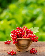 Ripe red currant berries
