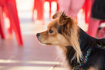 Kleiner Hunde im Cafe