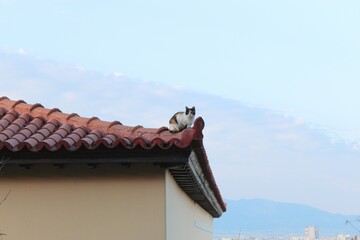Fototapeta na wymiar Cat on a Grecian Rooftop 