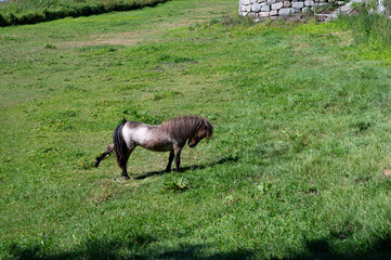 Obraz premium Small horse or pony standing in green field and putting one of its legs back