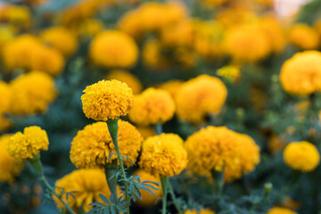 marigold flower blossom in garden close up
