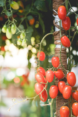 red tomato on tree close up