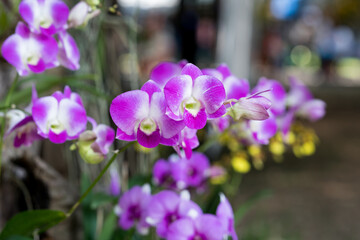 Fototapeta premium beautiful colour orchids flower in garden close up