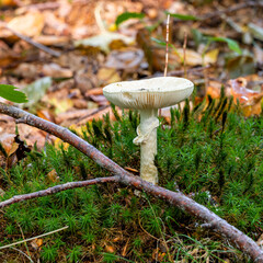 A closeup picture of a fungus in a forest. Bright green and blurry background