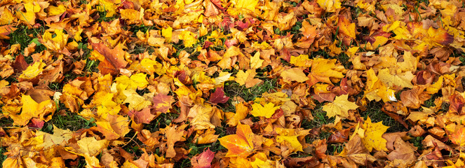 The background of the multi-colored fallen leaves.