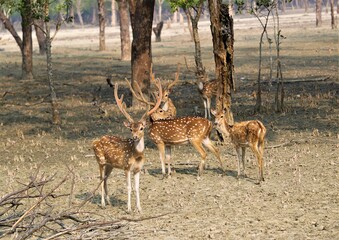 Naklejka na ściany i meble Spotted deers inside the largest mangrove forest Sundarban in Bangladesh 