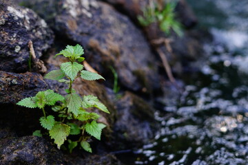 Resilient plant on a stone near a river