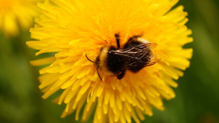 bee on flower