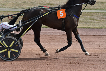 pattes de cheval de course au trot