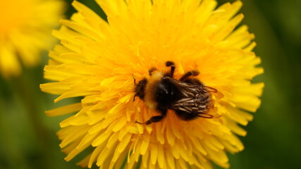 bee on flower