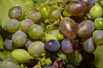 A closeup picture of a grape cluster on a vine branch. Picture from Scania county, Sweden