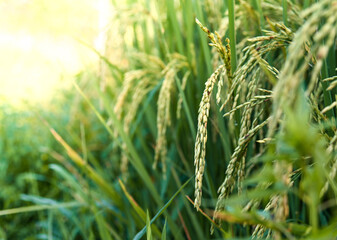 close up of yellow green rice field