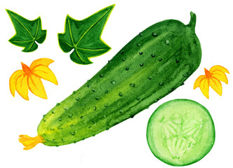 Watercolor cucumber set isolated on white background. Nice vegetable objects from kitchen garden. Cucumber collection - whole vegetable, slice, flower and leaf. Raw organic food.