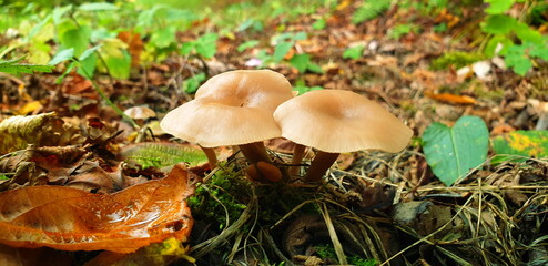 braune Pilze auf dem waldbolden im herbst