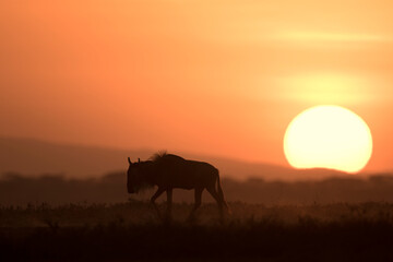 Fototapeta na wymiar African safari in red dawn sunrise