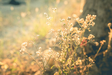 autumn scene of grass flower with sunset background. vintage filter