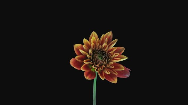 Time-lapse of growing and opening orange Dahlia (Asteraceae) flower 4a3 in RGB + ALPHA matte format isolated on black background

