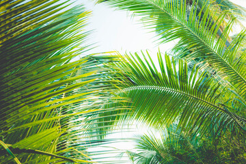 Obraz na płótnie Canvas Green coconut leave on sky