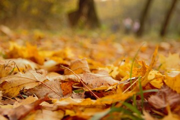 Fallen autumn leaves in the park on an autumn day