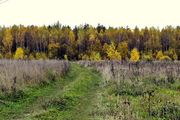 Fototapeta premium road to the autumn forest
