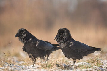 Czarne ptaki w zimie.