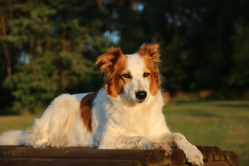 Hund Leila liegt im Licht der untergehenden Sonne auf einem Sprunghindernis