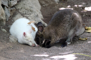 Bennettkänguru_weiss © Stephan von Mikusch