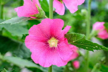 Many delicate pink magenta flowers of Althaea officinalis plant, commonly known as marsh-mallow in a British cottage style garden in a sunny summer day, beautiful outdoor floral background.