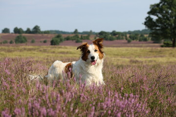 Süßer Hund Leila posiert in der blühenden Heidelandschaft