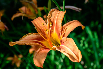 One small vivid orange flower of Lilium or Lily plant in a British cottage style garden in a sunny summer day, beautiful outdoor floral background photographed with soft focus.