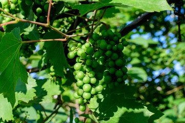 Delicate small fruits and green leaves of grape vine in a sunny summer garden, beautiful outdoor monochrome background photographed with soft focus.