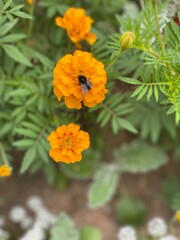 orange marigold flower