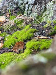 Naklejka na ściany i meble moss covered rocks