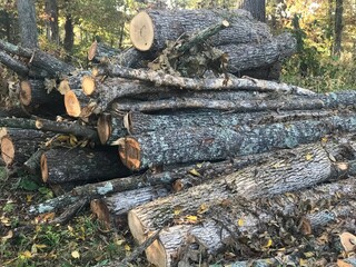 Logs for Firewood