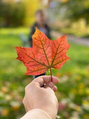 hand holding maple leaf
